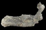 Fossil Hadrosaur (Edmontosaur) Jaw Section - North Dakota #117954-2